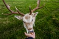 Close encounter with a deer Royalty Free Stock Photo