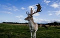 Close encounter with a deer Royalty Free Stock Photo