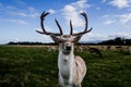 Close encounter with a deer Royalty Free Stock Photo