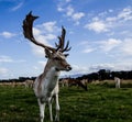 Close encounter with a deer Royalty Free Stock Photo