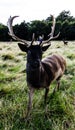 Close encounter with a deer Royalty Free Stock Photo