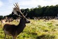 Close encounter with a deer