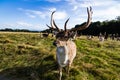 Close encounter with a deer