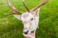 Close encounter with a deer