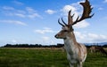 Close encounter with a deer Royalty Free Stock Photo