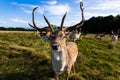 Close encounter with a deer