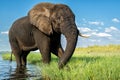 Close encounter with an elephant from a boat at the Chobe River
