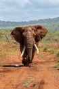 Close encounter with an Elephant bull Royalty Free Stock Photo