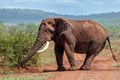 Close encounter with an Elephant bull Royalty Free Stock Photo