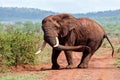 Close encounter with an Elephant bull walking in Zimanga Game Reserve Royalty Free Stock Photo