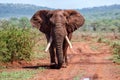 Close encounter with an Elephant bull walking in Zimanga Game Reserve Royalty Free Stock Photo