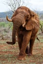 Close encounter with an Elephant bull walking in Zimanga Game Reserve Royalty Free Stock Photo