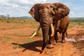 Close encounter with an Elephant bull walking in Zimanga Game Reserve Royalty Free Stock Photo