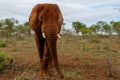 Close encounter with an Elephant bull walking in Zimanga Game Reserve Royalty Free Stock Photo