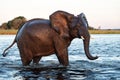 Close encounter with Elephants crossing the Chobe river Royalty Free Stock Photo