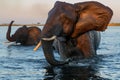 Close encounter with Elephants crossing the Chobe river