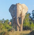 Close Encounter With a Large Elephant Royalty Free Stock Photo