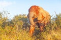 Close Encounter With a Large Elephant Royalty Free Stock Photo