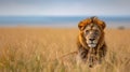 A close encounter with majestic wildlife on an African safari adventure Royalty Free Stock Photo