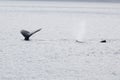 Close encounter with a pair of Alaskan humpback whales tale starting fluke and blowing air out or spout