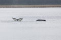 Close encounter with a pair of Alaskan humpback whales tale starting fluke