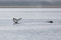 Close encounter with a pair of Alaskan humpback whales tale starting fluke Royalty Free Stock Photo