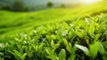 A Close Encounter with Tea Leaves on the Plantation After Rain Royalty Free Stock Photo