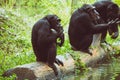 Close Encounter with Three Siamang Gibbon Monkey along a Serene River Royalty Free Stock Photo