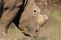 White rhino at the waterhole