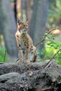 Eurasian Lynx in the forest
