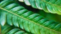 Close of exotic green fern pattern