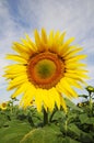 Close eye on sunflower Royalty Free Stock Photo