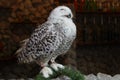 Close eyes owl stand on rock Royalty Free Stock Photo