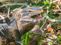 Facial Portrait Of Common Chuckwalla