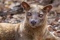 Malagasy Fossa