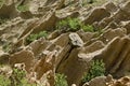 At close of the famous Stob Pyramids with unusual shape red and yellow rock formations, green bushes and trees around