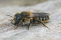 Close of a female blue eyed leafcutter bee , Hoplitis tridentata Royalty Free Stock Photo