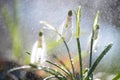 Close first spring flowers snowdrops with rain