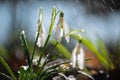 Close first spring flowers snowdrops with rain