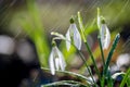 Close first spring flowers snowdrops with rain