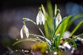 Close first spring flowers snowdrops with rain