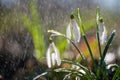 Close first spring flowers snowdrops with rain