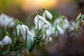 Close first spring flowers snowdrops with rain