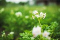 Flowering Blooming Green Vernal Sprouts Of Potato Plant Or Solanum Tuberosum Growing On Plantation In Spring Summer Royalty Free Stock Photo