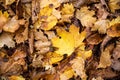 Close focus on brown maple leaves on ground in autumn