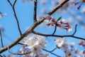 Close focus on cherry blossom (Sakura Tree Flower) and solf blur background