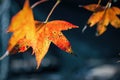 Close focus on dying orange maple leaf with dark space