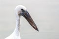 Close focus on head and neck of long beak bird Royalty Free Stock Photo