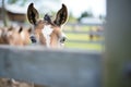 close focus on mule eye with fence blurred in background