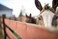 close focus on mule eye with fence blurred in background